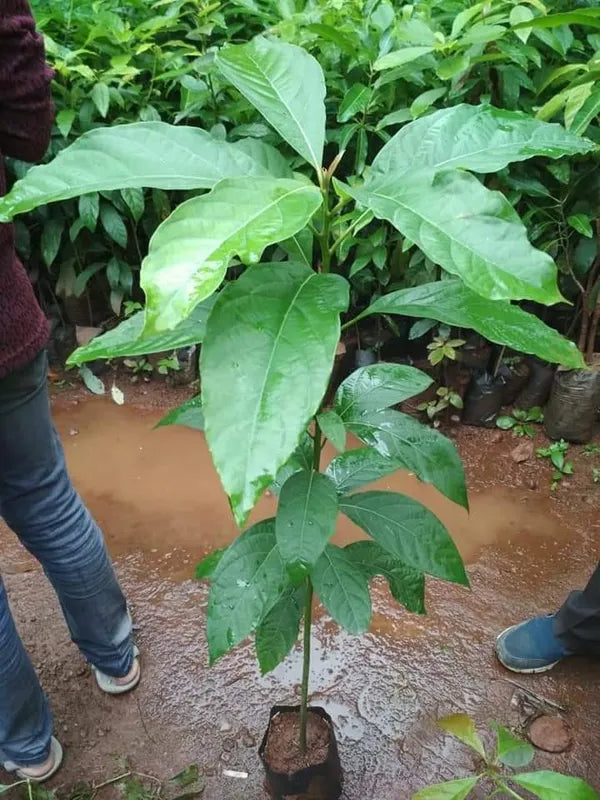 (Gardenershub)Avocado (Grafted) - Fruit Plants & Tree