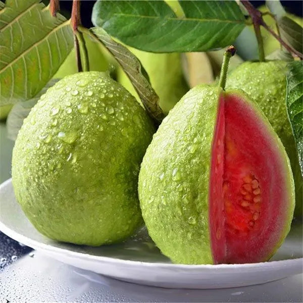 Thai Pink Guava Fruit  Plant