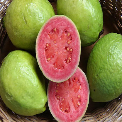 Thai Pink Guava Fruit  Plant