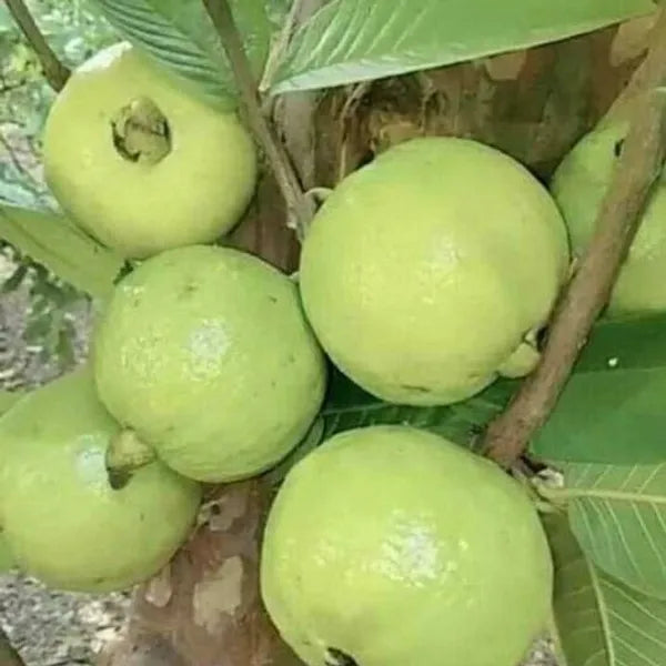 Thai-7 Guava Fruit Plant