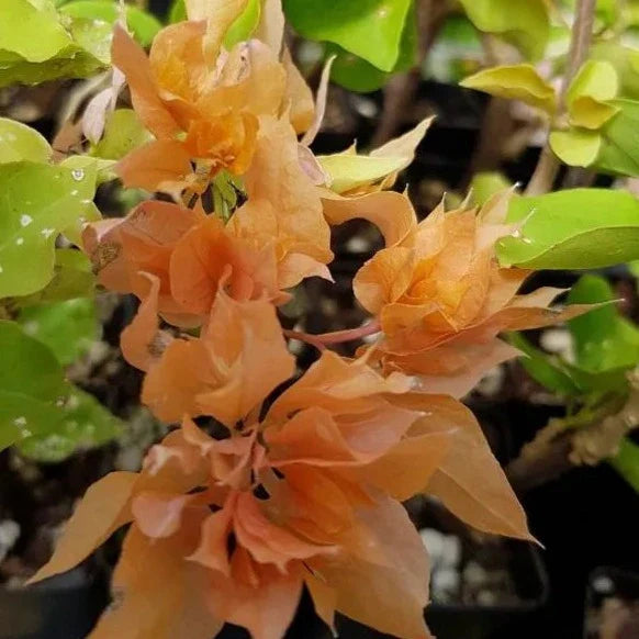 Thai Gold Bougainvallea Flowers  plant