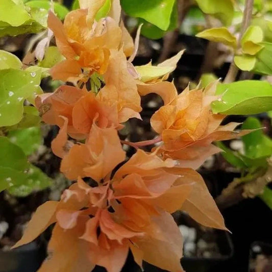 Thai Gold Bougainvallea Flowers  plant