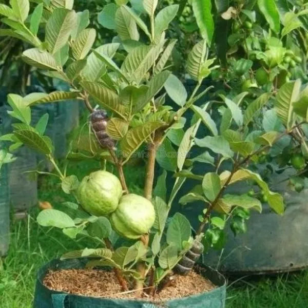 Thai All Time L-40 Guava Plant