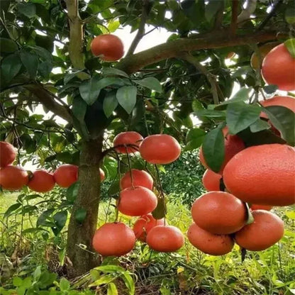 Pomelo Orange Plant (Red Colour)