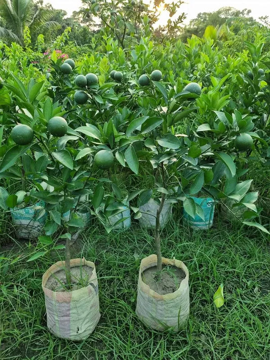 Vietnam All Time Malta Orange Plant