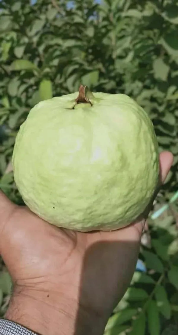 Thai-5 Guava Plant For Gardening