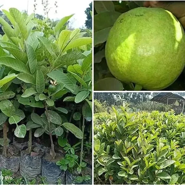 Thai Kg Guava Fruit  Plant