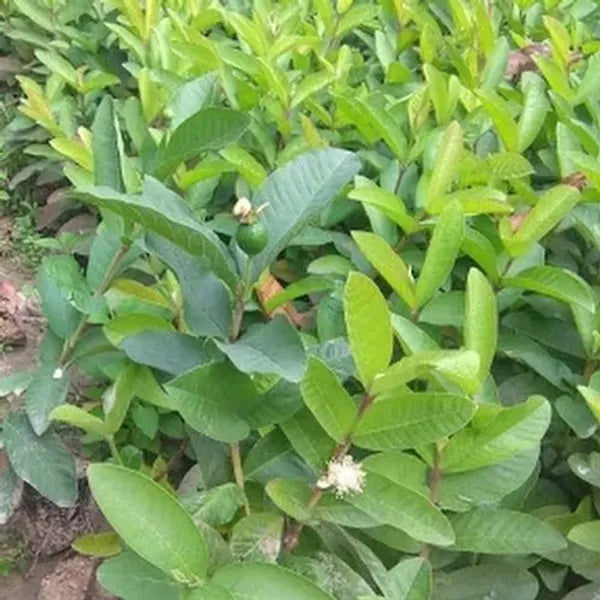 Thai Kg Guava Fruit  Plant