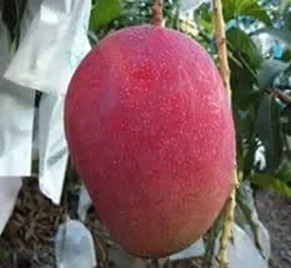 Vietnum Red All Time Mango Plant-Grafted