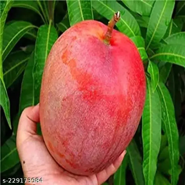 Vietnum Red All Time Mango Plant-Grafted