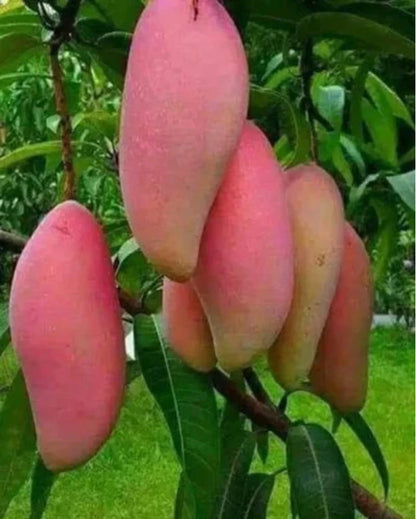 Red Banana Mango Fruit Plant