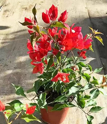 Flame Red Bougainvillea flower plant