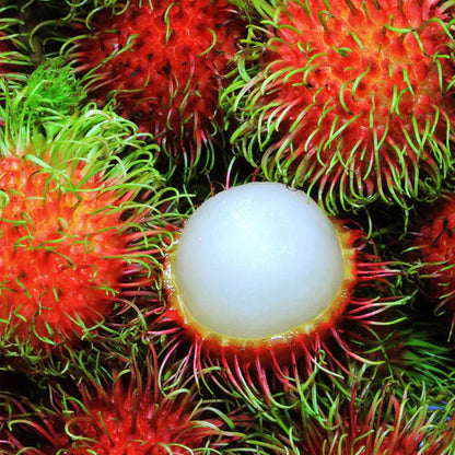 Rambutan Fruit - Fruit Plants & Tree