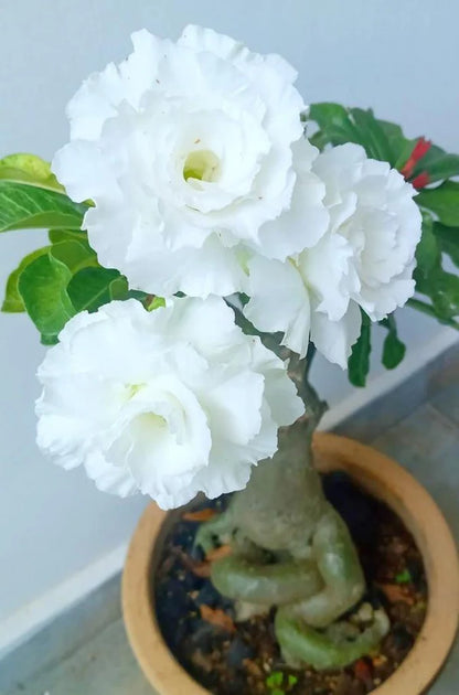 White Adenium Plant (Grafted)