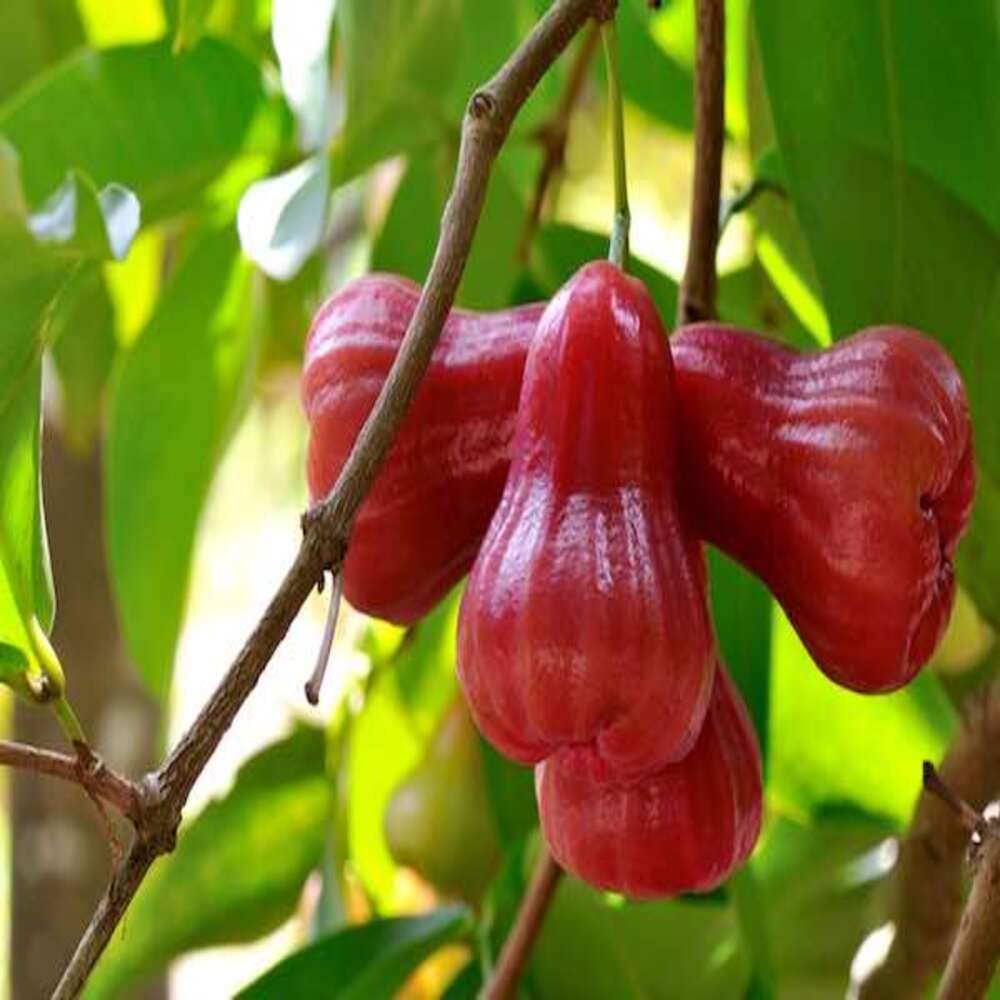 Water Apple(Red)Fruit Plant