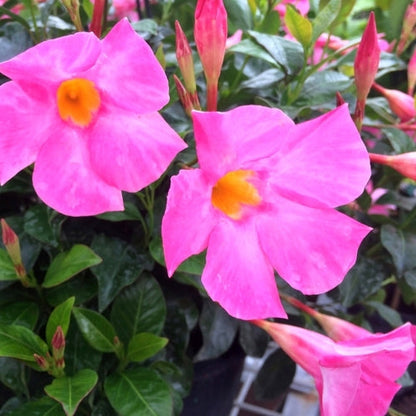 Mandevillea Flowers Plant-Pink Colour