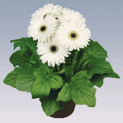 Gerbera  Perennial Flower Plant (white)