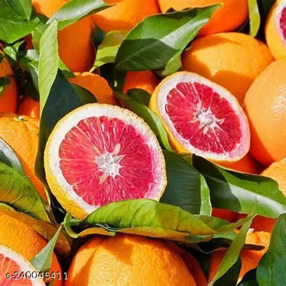 Moro Blood Orange Fruit Plant