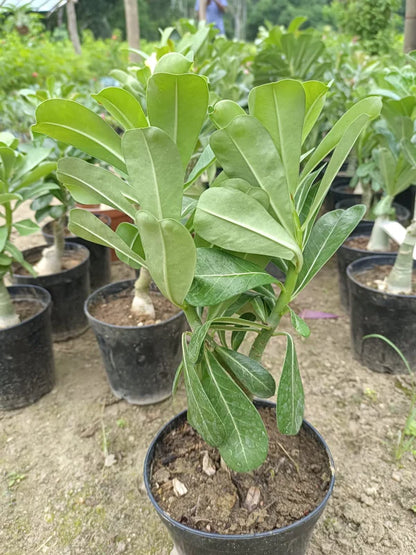 Adenium Dark Brown and White Plant (Grafted)