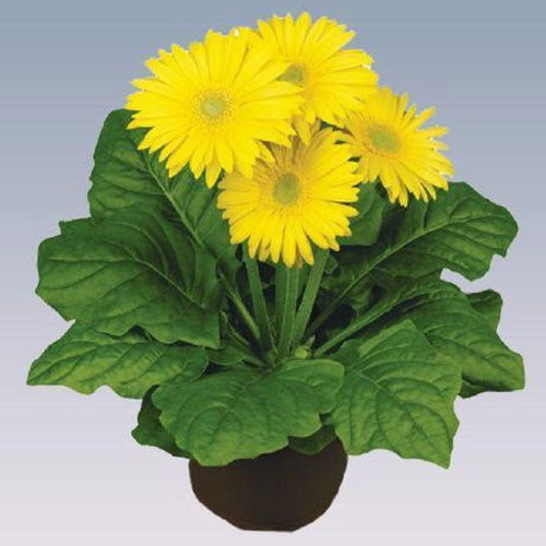 Gerbera  Perennial Flower Plant (Yellow)