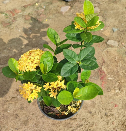 (Gardenershub) Chinese Ixora Flowers Plant (Yellow)