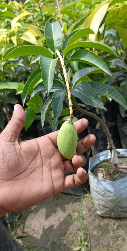 All Time Mango Fruit Plant Grafted.