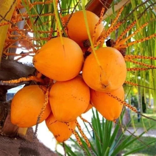 Kera Sankara Coconut Fruit Tree