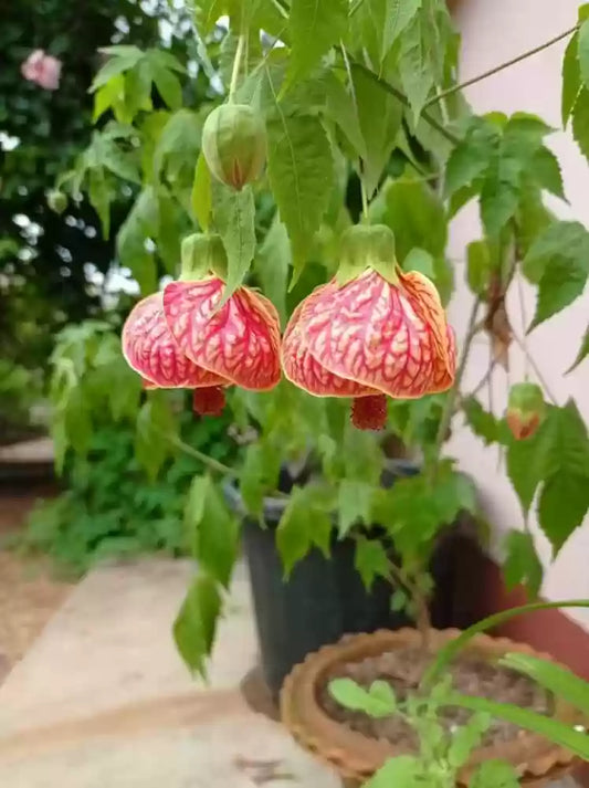 Lantern Hibiscus Plant For Gardening