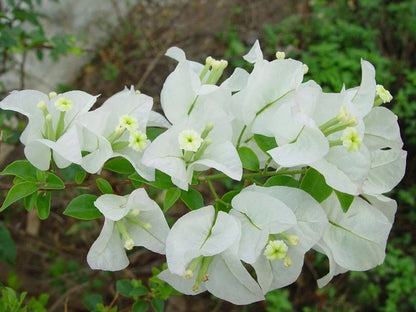 Hybrid Bougainvillea (White) -Flower Plant-(Gardenershub)