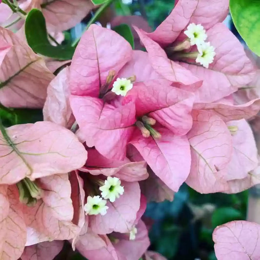 Bougainvillea flower plant for home garden