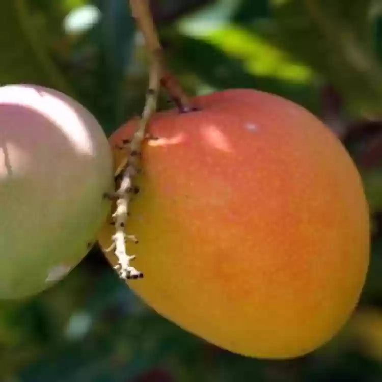 Gobindabhog Mango Fruit Plant (Grafted)