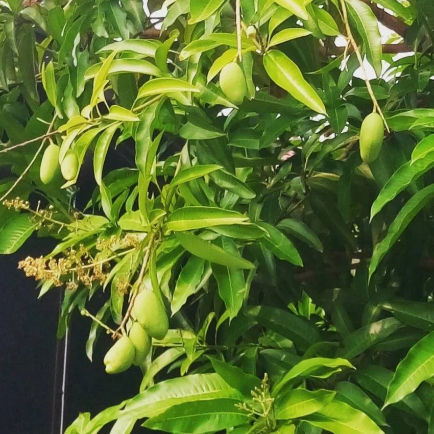 Gobindabhog Mango Fruit Plant (Grafted)