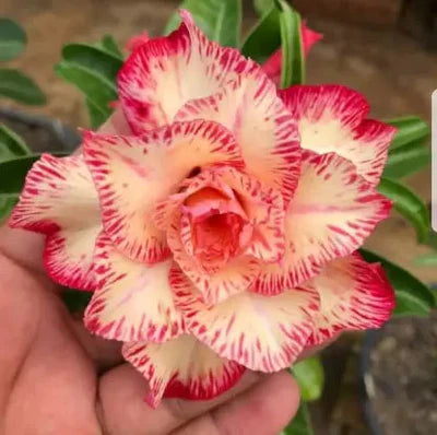 Adenium Red Yellow Colour Plant (Grafted)