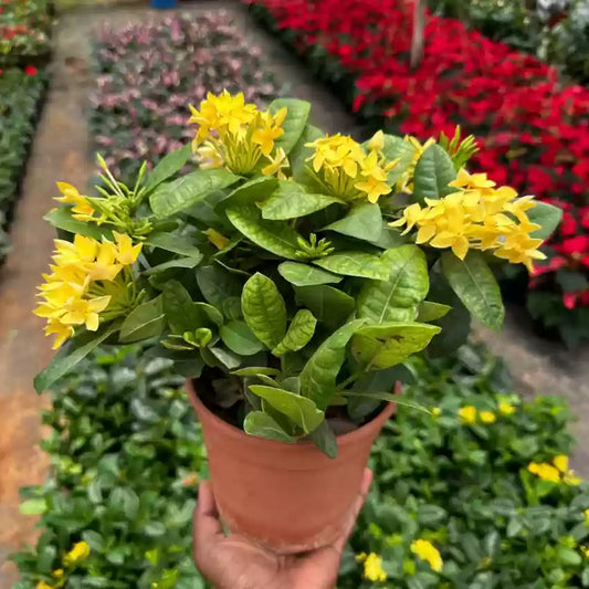 (Gardenershub) Chinese Ixora Flowers Plant (Yellow)