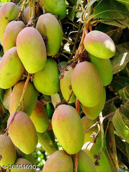 (Gardenershub) Grafted Mango Chaunsa fruit trees 3-4ft